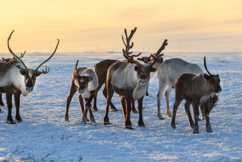 Renars Reksna 7 intressanta fakta om renar att känna till - My Animals
