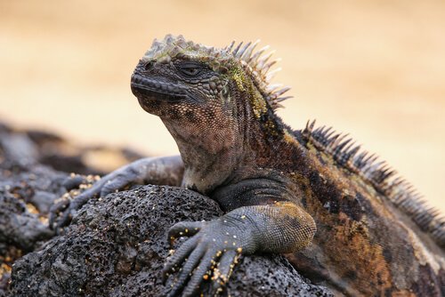 Den intressanta havsleguanen är Galapagos härskare