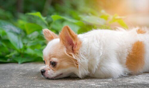 Hund som ligger ner.