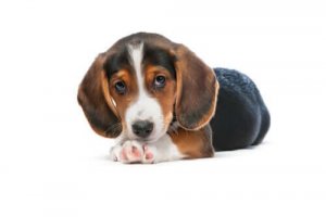 Jakthunden westfalisk dachsbracke – en miniatyrhund