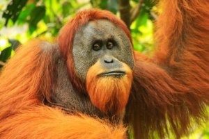 Sumatraorangutangens fysiska egenskaper