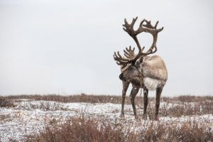 7 intressanta fakta om renar att känna till
