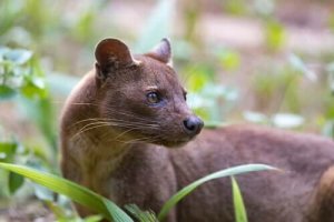 Det unika rovdjuret fossa finns på Madagaskar