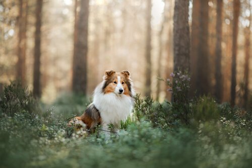 En shetland sheepdog i skogen.