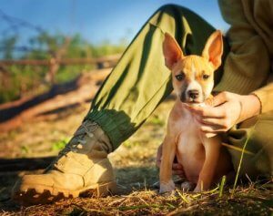 Hur du vet att du är en ansvarsfull husdjursägare