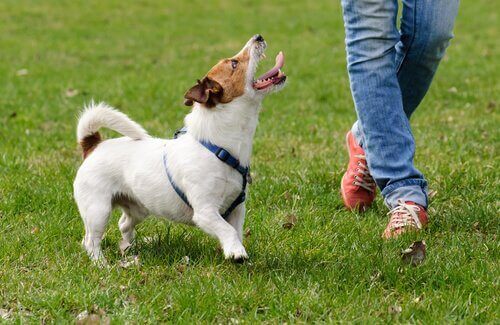 5 trick för att få hunden att komma när du ropar