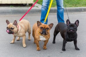 7 tips för att få hunden att sluta dra i kopplet