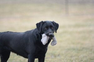 Sju farliga föremål för hundar du bör känna till