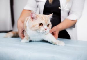 Felbehandling av veterinärer: något att ha i åtanke