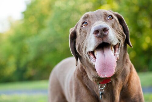 Glad hund