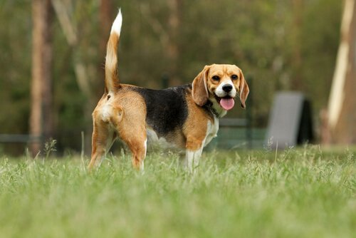 Hund i gräset
