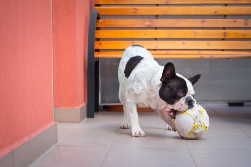 Hund leker med boll