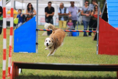 Hund utövar agility