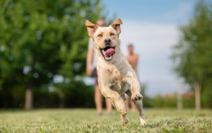 Hundterapi för intagna fångar: hur hjälper det?