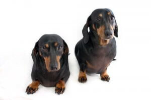 Legaliteten med transgena djur och kloning