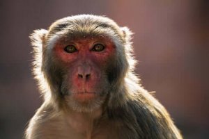 Aktuella händelser: makak-krisen i Indien