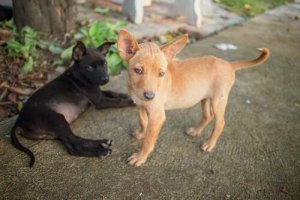 Husdjur i Venezuela drabbas av matbrist