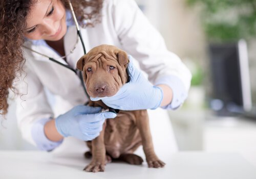 Valp hos veterinären