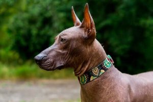 Den antika mexikanska nakenhunden xoloitzcuintle