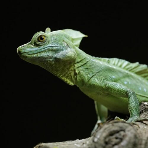 Egenskaper hos och skötsel av dubbelkamsbasilisk
