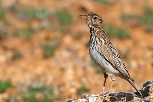 Dupontlärka på alerten.