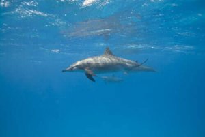 Hur sover marina däggdjur? Du kommer bli överraskad