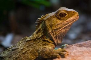 Fakta om sphenodon: en överlevare från dinosauriernas era