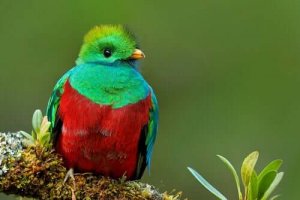 Den mystiska fågeln praktquetzal – färgglad och mystisk