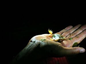 Att spela död: varför gör vissa djur det?