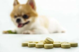 Naturliga och kemiska tillskott för hundens leder