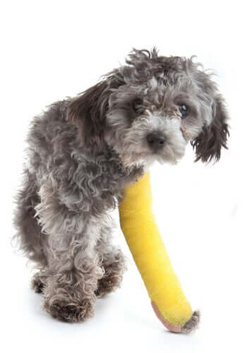 Hund som har skadat sig.