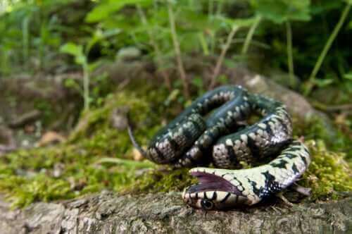 Orm som spelar död.