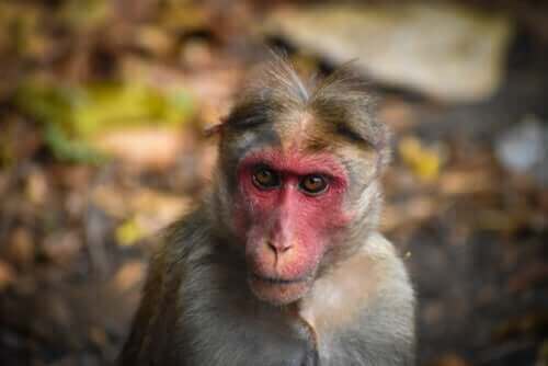 rhesus makak