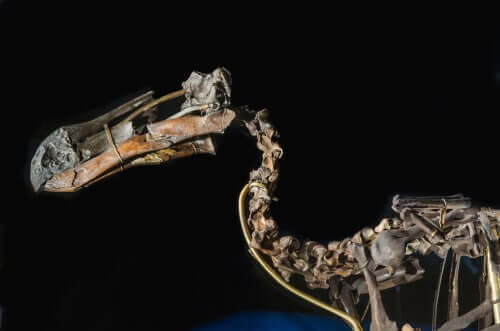 Skelett av en dront.