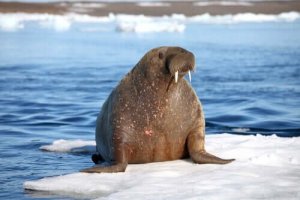 Biologiska underarter av valross: känner du till dem?