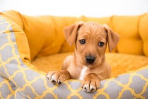 Riskerna med att köpa hund från privatpersoner