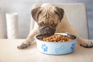 Lär dig hur hypoallergen hundmat fungerar