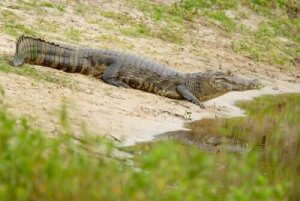 De huvudsakliga kännetecknen hos pantanalkajmanen
