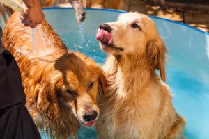 Parfym för hundar: är det bra eller dåligt att använda?