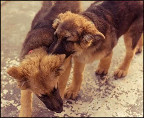 Schäfrar busar med varandra