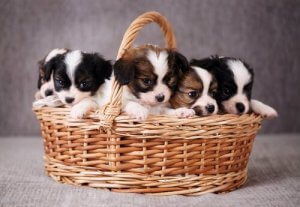 Borde du adoptera ett husdjur? Frågor du bör ställa