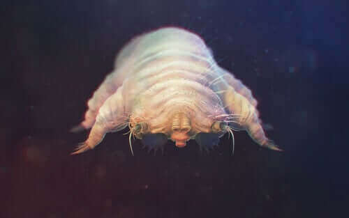 Demodex follicolorum.