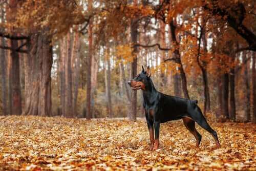 Doberman i parken.