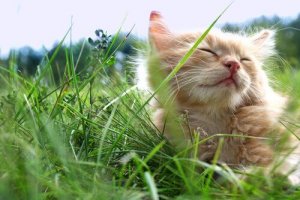 3 tips för att hålla din katt sval på sommaren