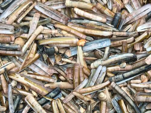 Hög med rakbladsmusslor.