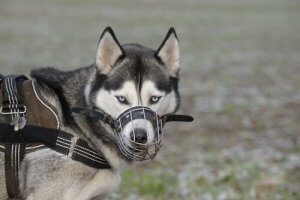 När ska jag använda munkorg på min hund?