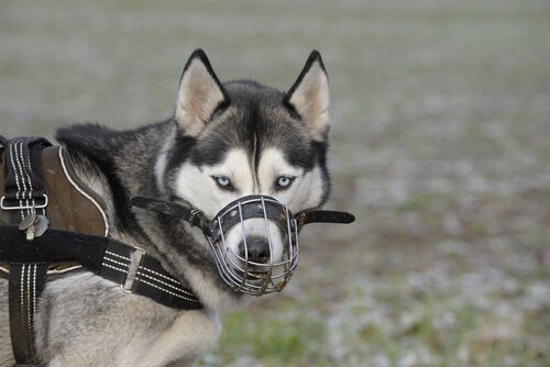 När ska jag använda munkorg på min hund?