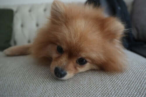 Hund som ligger på soffa.