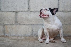 Hur man behandlar leishmaniasis hos hundar