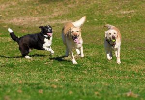 Regler för hundparker: allt du bör veta